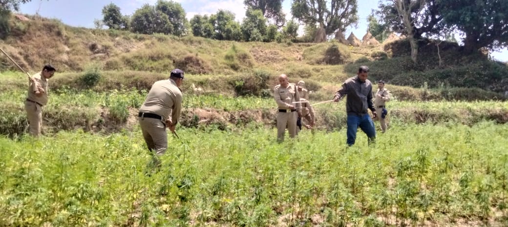 WhatsApp-Image-2025-04-26-at-15.17.00_4e6ee61e चम्पावत: पाटी में पुलिस की बड़ी कार्रवाई, 60 नाली अवैध भांग नष्ट